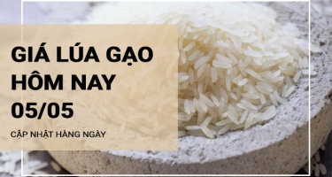 Giá lúa gạo hôm nay ngày 05/05/2024: Giá gạo xuất khẩu bật tăng trở lại