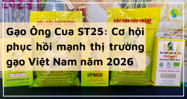 Gạo Ông Cua ST25: Cơ hội phục hồi mạnh thị trường gạo Việt Nam năm 2026