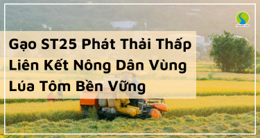 Gạo ST25 Phát Thải Thấp - Liên Kết Nông Dân Vùng Lúa Tôm Bền Vững