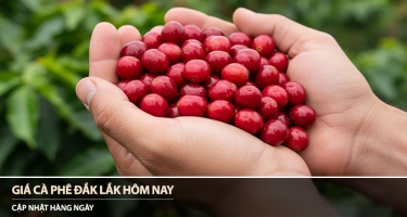 Giá cà phê Đắk Lắk hôm nay 31/01/2026