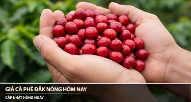 Giá cà phê Đắk Nông hôm nay 31/03/2026