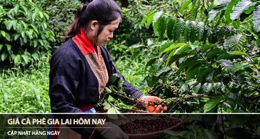 Giá cà phê Gia Lai hôm nay 31/03/2026
