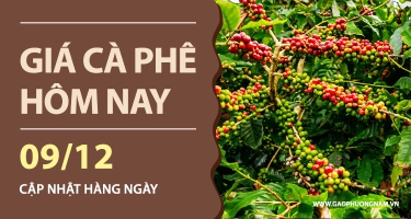 Giá Cà Phê Hôm Nay 09/12/2025: Thị Trường Nội Địa Mất Hơn 2.000 Đồng/kg