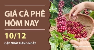 Giá Cà Phê Hôm Nay 10/12/2025: Trong Nước Giảm Sâu, Thế Giới Bật Tăng Trở Lại