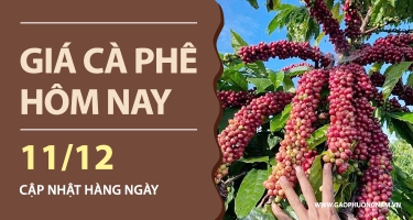 Giá Cà Phê Hôm Nay 11/12/2025: Trong Nước Đồng Loạt Tăng