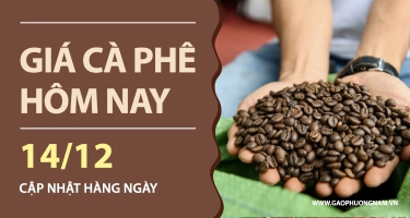 Giá cà phê hôm nay 14/12/2025: Trong nước và thế giới chững lại sau cú giảm mạnh