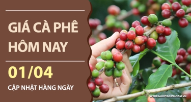 Giá cà phê hôm nay 01/04/2026