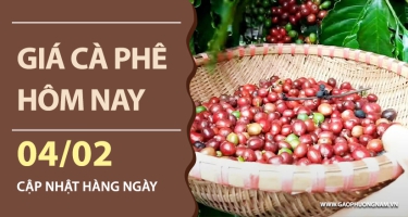 Giá cà phê hôm nay 04/02/2026: Đồng loạt lao dốc xuống mức thấp nhất