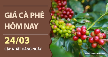 Giá cà phê hôm nay 24/03/2026
