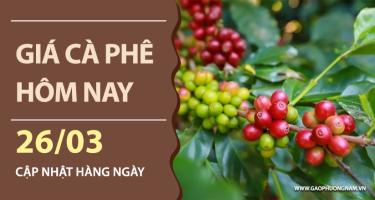 Giá cà phê hôm nay 26/03/2026