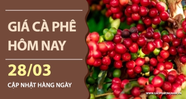 Giá cà phê hôm nay 28/03/2026