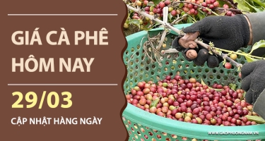 Giá cà phê hôm nay 29/03/2026