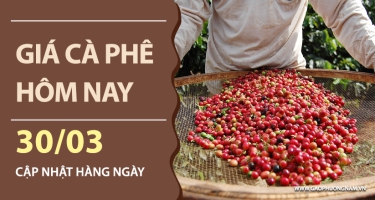 Giá cà phê hôm nay 30/03/2026