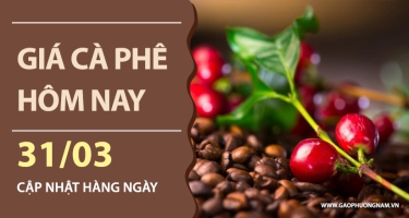 Giá cà phê hôm nay 31/03/2026