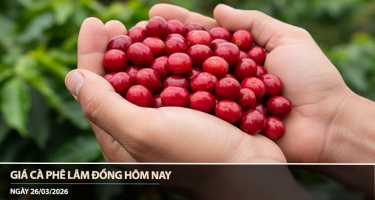 Giá cà phê Lâm Đồng hôm nay 26/03/2026