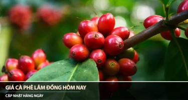 Giá cà phê Lâm Đồng hôm nay 27/03/2026