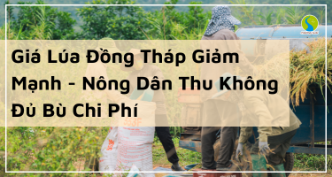 Giá Lúa Đồng Tháp Giảm Mạnh - Nông Dân Thu Không Đủ Bù Chi Phí