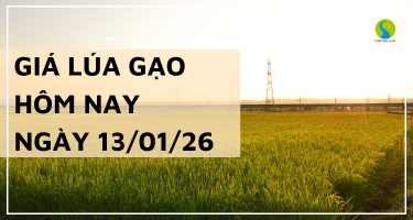 Giá Lúa Gạo Hôm Nay Ngày 13/1/2026: Nguồn Lúa Đông Xuân Ra Rải Rác
