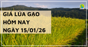 Giá Lúa Gạo Hôm Nay Ngày 15/1/2026: Gạo Giữ Nhịp Ổn Định