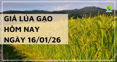 Giá Lúa Gạo Hôm Nay Ngày 16/1/2026: Gạo Nhĩnh Giá