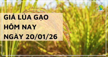 Giá Lúa Gạo Hôm Nay Ngày 20/1/2026: Một Số Loại Gạo Tăng Giá