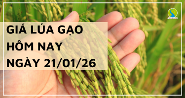Giá Lúa Gạo Hôm Nay Ngày 21/1/2026: Giao Dịch Khởi Sắc