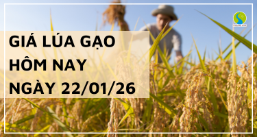 Giá Lúa Gạo Hôm Nay Ngày 22/1/2026: Gạo Tăng Giá Nhẹ