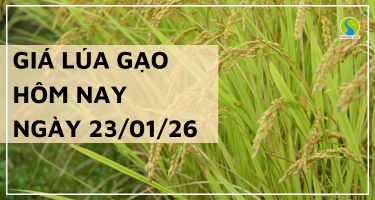 Giá Lúa Gạo Hôm Nay Ngày 23/1/2026: Thị Trường Chững Lại