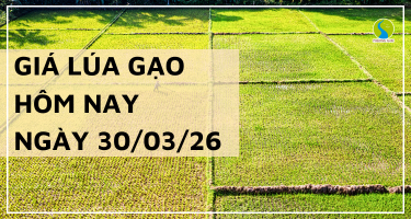 Giá Lúa Gạo Hôm Nay Ngày 30/3/2026: Đi Ngang, Chờ Tín Hiệu Mới