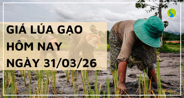 Giá Lúa Gạo Hôm Nay Ngày 31/3/2026: Đi Ngang, Giao Dịch Chậm Lại