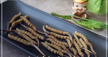 Đông Trùng Hạ Thảo Có Ăn Trực Tiếp Được Không?