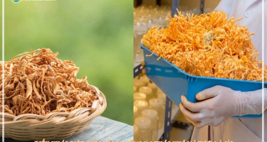 Sự Khác Biệt Giữa Đông Trùng Hạ Thảo Tươi Và Khô